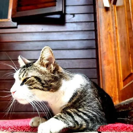 Privat bolig Ruya Çıralı